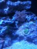 colt coral.jpg