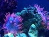 Anemone.jpg Anemone.jpg
