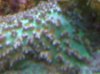 Coral nov 2012.jpg