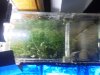 A lookdown the right side of my refugium.jpg