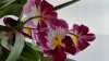 orchid.websmall.jpg