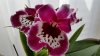 orchid2.websmall.jpg