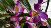 orchid3.websmall.jpg