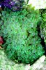 green-bubble-tip-anemone.jpg