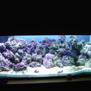 75 Reef Tank w/ MH