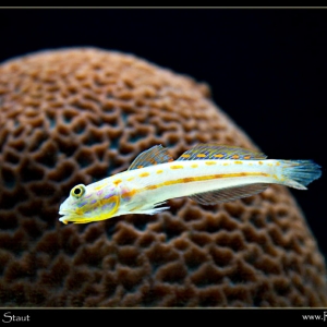 Sand Sifting Goby