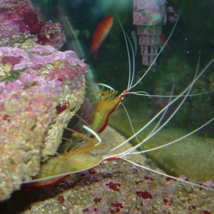 Red_Skunk_Cleaner_shrimp