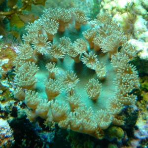 Green Cup Coral- new Pic