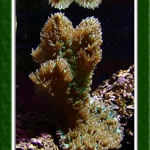 hydnophora rigida