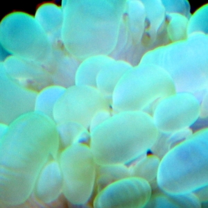 Bubble coral macro