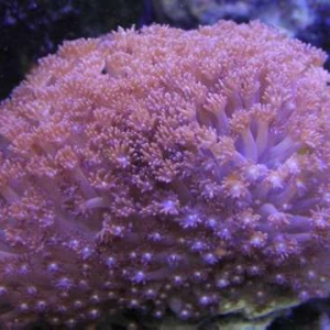 Purple Goniopora