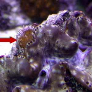 Pocillopora polyp growing on clam!  :-(