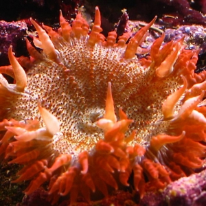 Flower or rock anemone