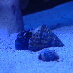 Electric Blue Legged Hermit chooses new home.