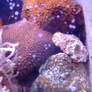 Zoanthid Brood Stock