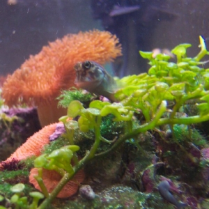 Satchmo the Red Lipped Blenny