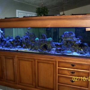 Our little tank room divider