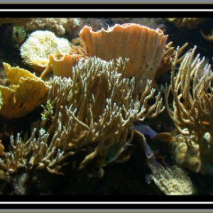 Another shot of the reef at NEAQ