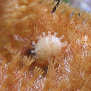 Closeup of toadstool baby