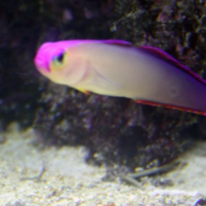 purple-firefish