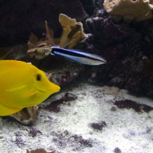 yellow-tang-and-cleaner-wra