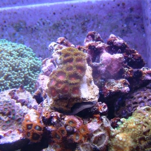 More zoanthids