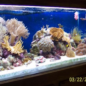 100 gallon mix reef