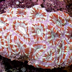 Red_Tuquoise_and_Teal_Acanthastrea_lordhowensis