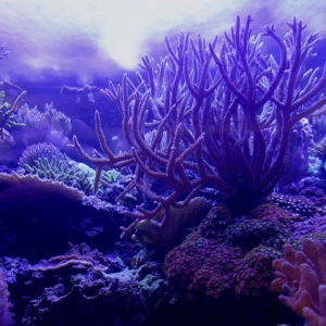 Night Reef