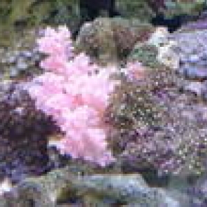 Close up of our corals