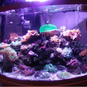 Dominic's Reef tank