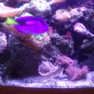 Mixed stuff in reef tank