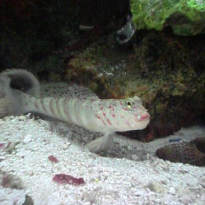 goby2