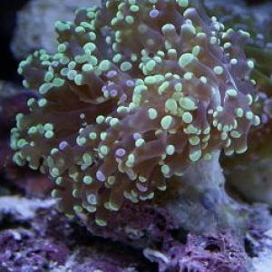 pink and green tipped frogspawn