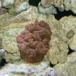 New Coral Blastomussa