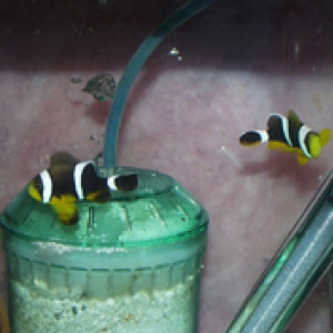 Clownfish Spawning  Project
