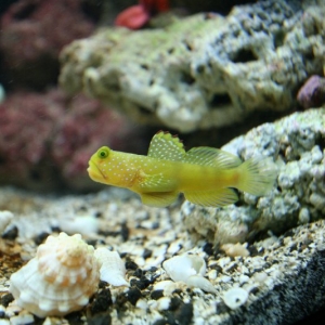 Jasper_for_ReefPictures_of_the_Tank_July_30_2008_005