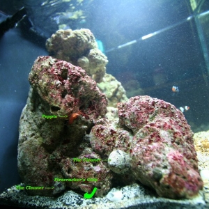 Pictures_of_the_Tank_July_30_2008_017