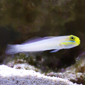 Blue Cheeked Goby