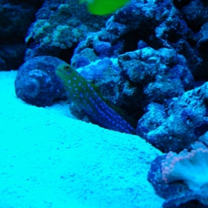 Blue Dot Jawfish under actinics