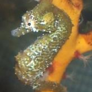 Dwarf Seahorses / Hippocampus zosterae