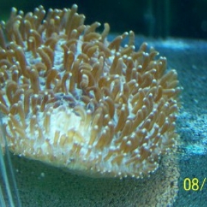 pink tenicle slipper coral