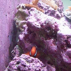 A little shy "Nemo"