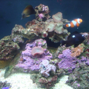 Right side of tank.