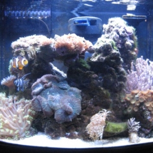 My One-Month Old Nano Reef