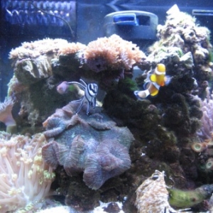My One-Month Old Nano Reef
