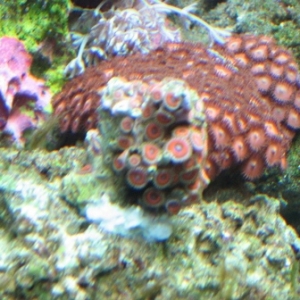 corals_005
