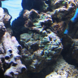 Green Coralline algae growth