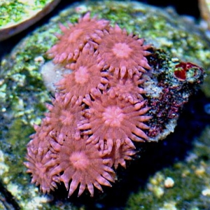 Hot Pink Goniopora