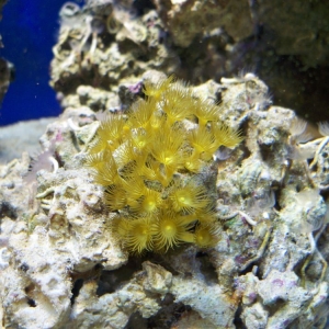 Yellow Polyps
